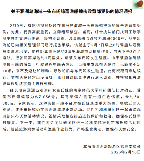 曝网红鲸鱼“刀疤哥”被一渔船高速撞击 官方回应：将依法处理