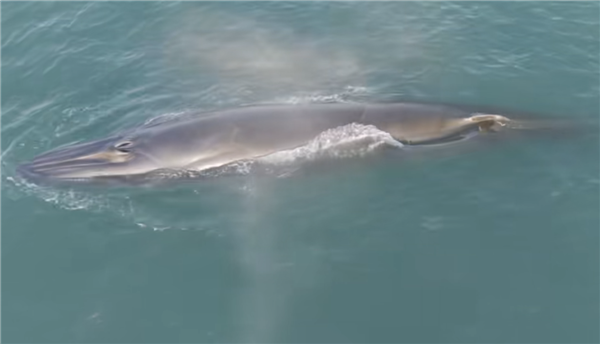 曝网红鲸鱼“刀疤哥”被一渔船高速撞击 官方回应：将依法处理